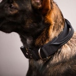 rukka-pets_collar_mission_black_detail1.jpg